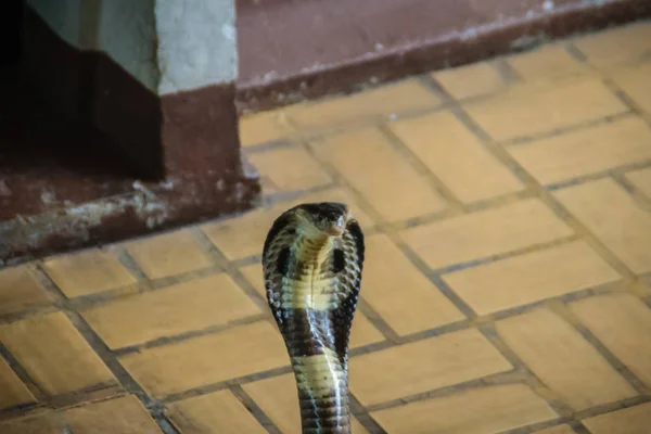 Dangerous Monocled Cobra Snakes Come House Monocled Cobra Naja Kaouthia — Stock Photo, Image