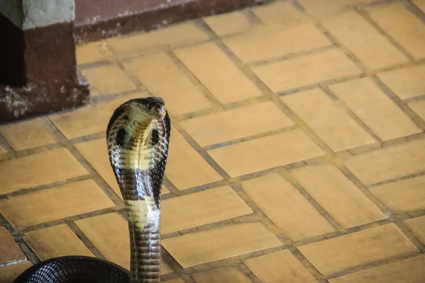 危险的单圆眼镜蛇蛇进了屋 单再生眼镜蛇 N更为 Nia Kaouthia 也被称为单黄眼镜蛇 是一种广泛分布在南亚和东南亚的眼镜蛇种 — 图库照片