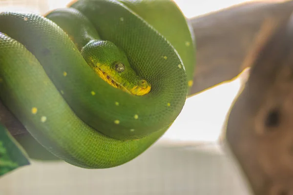 かわいいグリーン ツリー Python Morelia Viridis Python 原産ニューギニア インドネシア そしてオーストラリアのヨーク岬半島の島の種 — ストック写真