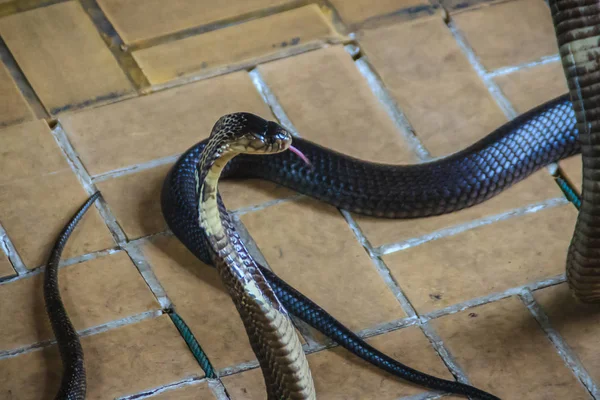 Farliga Monocled Cobra Ormar Kommit Huset Monocled Cobra Naja Kaouthia — Stockfoto