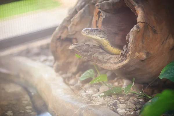 King Cobra Ophiophagus Hannah Ook Bekend Als Hamadryade Een Soort — Stockfoto