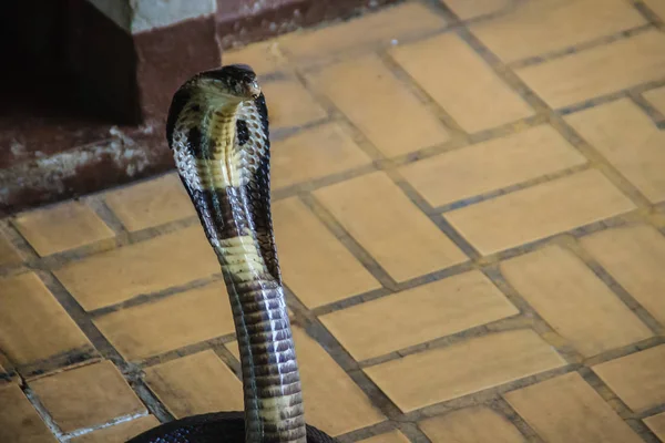 Cobras Cobra Monocloídas Perigosas Entram Casa Cobra Monocelular Naja Kaouthia — Fotografia de Stock