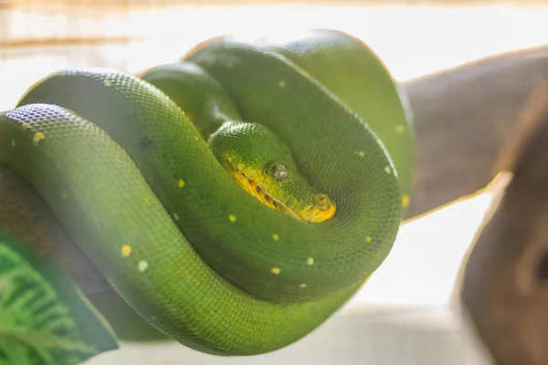 Söt Grön Trädpyton Morelia Viridis Art Python Infödda Till Nya — Stockfoto