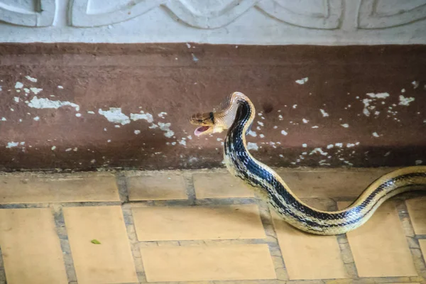大きなホウシャナメラ家に入るです ホウシャナメラ マムシのラットヘビまたは銅向かったインチキ蛇 Coelognathus ラジアータ 蛇の無毒種 — ストック写真