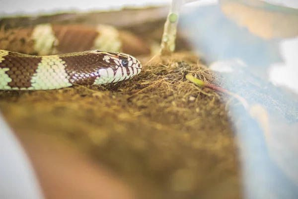 Sivatagi Kingsnake Lampropeltis Getula Splendida Egy Alfaj Őshonos Mexikó Texas — Stock Fotó