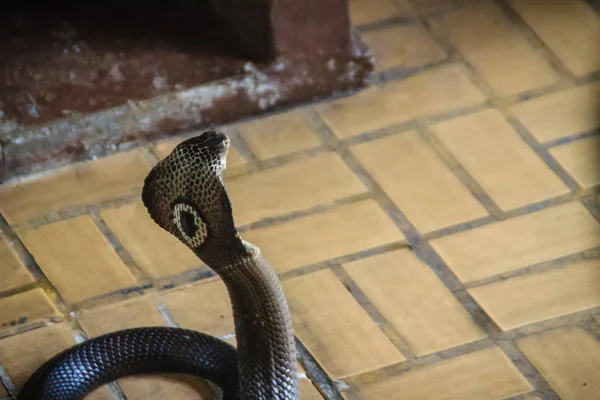 Kobra Nepalska Niebezpieczne Węże Przychodzą Domu Kobra Naja Kaouthia Zwany — Zdjęcie stockowe