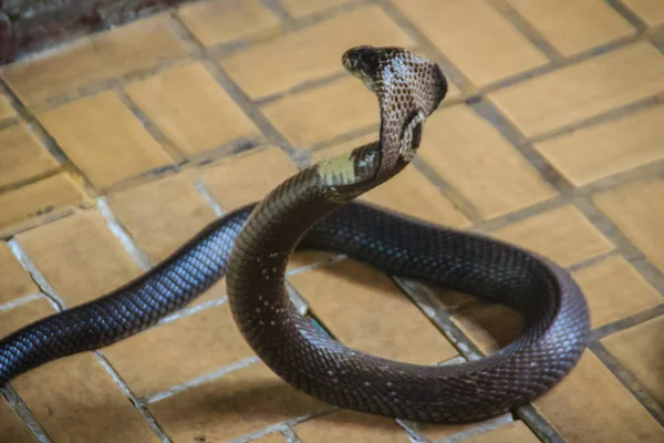 Dangerous monocled cobra snakes come into the house. The monocled cobra (Naja kaouthia), also called monocellate cobra, is a cobra species widespread across South and Southeast Asia.