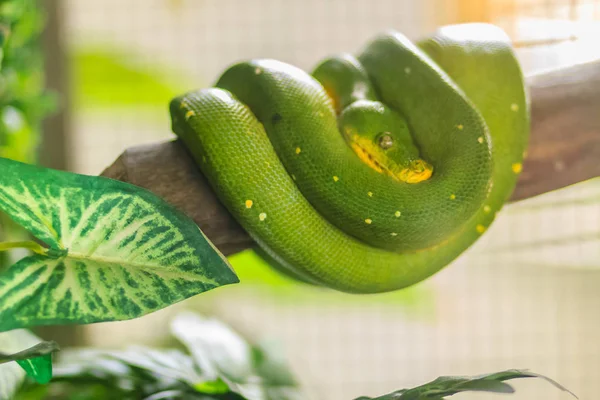 Cute Green Tree Python Morelia Viridis Uma Espécie Pitão Nativa — Fotografia de Stock