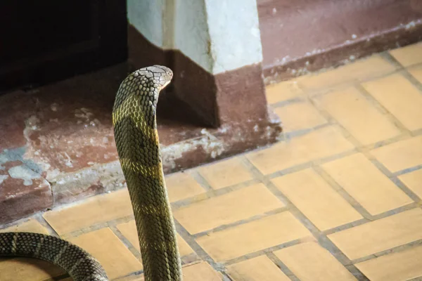 Королевская Кобра Ophiophagus Hannah Известная Гамадриада Является Видом Ядовитой Змеи — стоковое фото