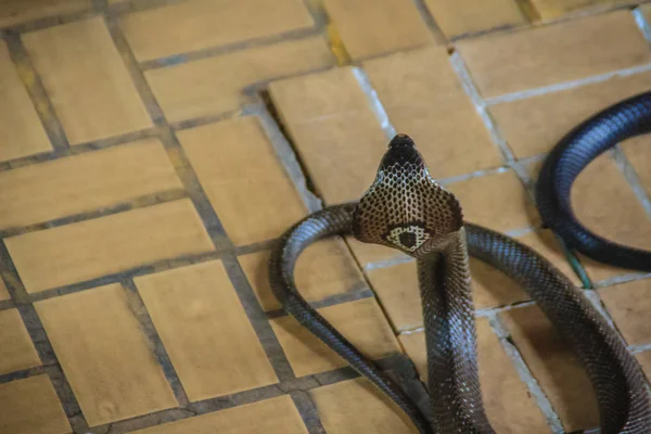 Dangerous monocled cobra snakes come into the house. The monocled cobra (Naja kaouthia), also called monocellate cobra, is a cobra species widespread across South and Southeast Asia.