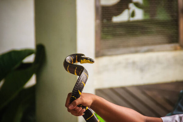 A man is using bare hand to catch the Boiga dendrophila snake, commonly called the mangrove snake or gold-ringed cat snake, is a species of rear-fanged colubrid from southeast Asia.