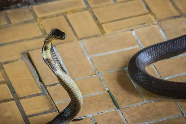 Nebezpečné Monocled Cobra Hadi Přicházejí Domu Monocled Kobra Naja Kaouthia — Stock fotografie