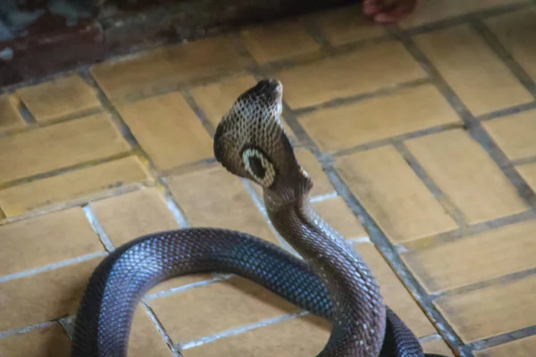 危险的单圆眼镜蛇蛇进了屋 单再生眼镜蛇 N更为 Nia Kaouthia 也被称为单黄眼镜蛇 是一种广泛分布在南亚和东南亚的眼镜蛇种 — 图库照片