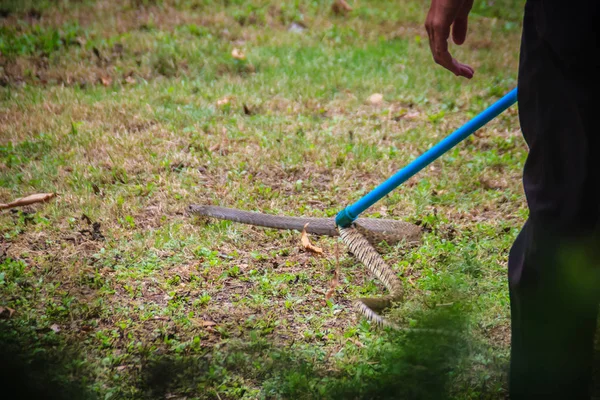 Les Gens Attrapent Serpent Dans Jardin Avec Outil Attrape Serpent — Photo