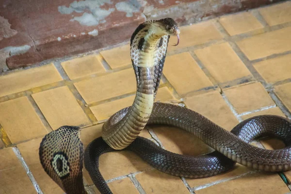 Gefährliche Kobra Schlangen Kommen Ins Haus Die Monokelkobra Naja Kaouthia — Stockfoto
