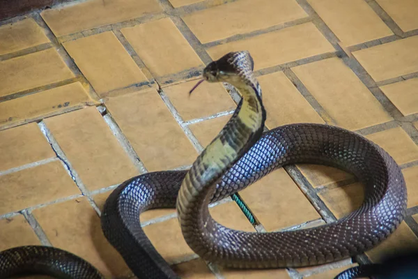 危険な Monocled コブラ ヘビが家に入る Monocellate コブラとも呼ばれる Monocled コブラ ナジャ Kaouthia — ストック写真