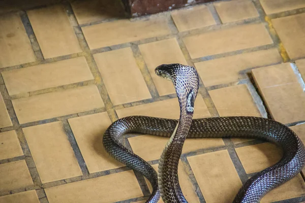 Dangerous monocled cobra snakes come into the house. The monocled cobra (Naja kaouthia), also called monocellate cobra, is a cobra species widespread across South and Southeast Asia.