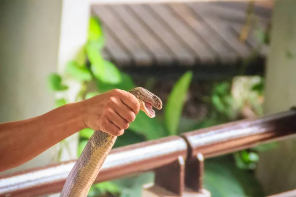 Man Using Unique Ability Catch King Cobra Snake Bare Hand — Stock Photo, Image