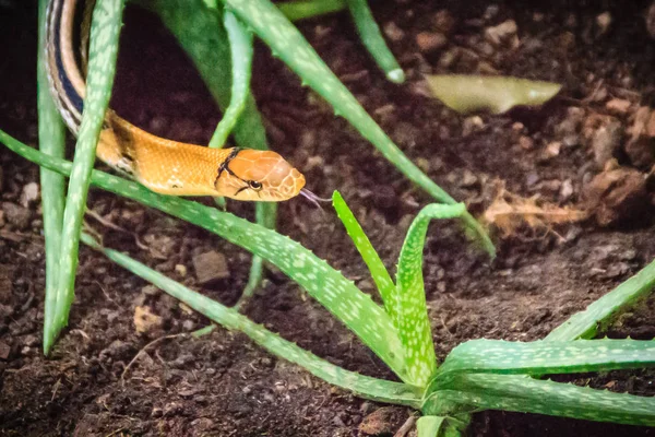 Gestraalde Elaphe Copperhead Rat Snake Trinket Koper Headed Snake Coelognathus — Stockfoto