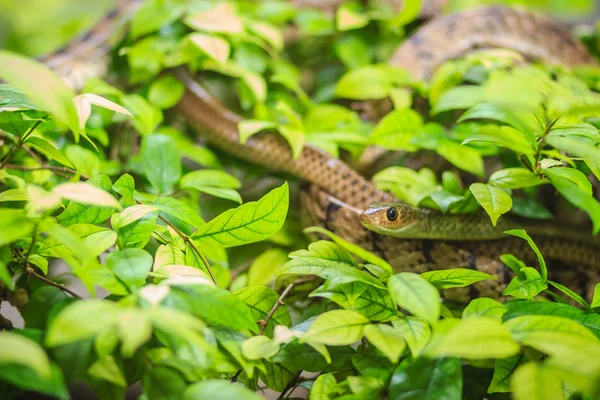 かわいいインドシナ ラット蛇 ヒメナンダ 緑の葉の背景を持つツリーでズルズルです Ratsnake またはインドシナのラットヘビ 蛇東南アジアに固有の種であります — ストック写真