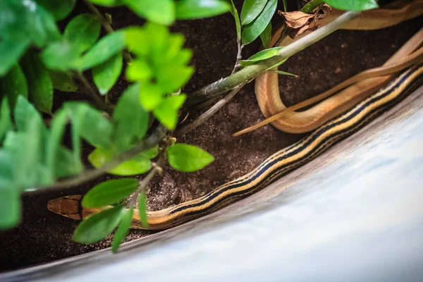 Sugárzott Ratsnake Copperhead Patkány Kígyó Vagy Csecsebecse Réz Fejű Kígyó — Stock Fotó