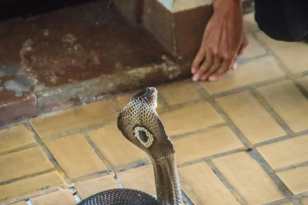 Man Using His Unique Ability Catch Cobra Snake Bare Hand — Stock Photo, Image