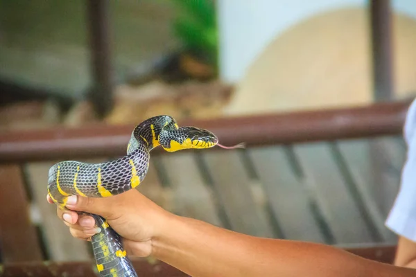 Man Using Bare Hand Catch Boiga Dendrophila Snake Commonly Called — Stock Photo, Image