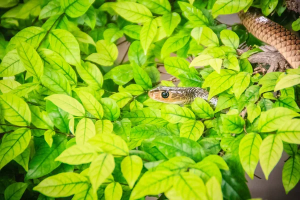 かわいいインドシナ ラット蛇 ヒメナンダ 緑の葉の背景を持つツリーでズルズルです Ratsnake またはインドシナのラットヘビ 蛇東南アジアに固有の種であります — ストック写真