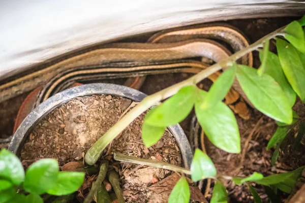 Couleuvre Obscure Rayonnée Couleuvre Tête Cuivrée Couleuvre Tête Cuivrée Coelognathus — Photo