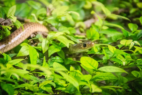 Aranyos Indokínai Patkány Kígyó Ptyas Korros Levelei Háttérrel Csúszás Kínai — Stock Fotó