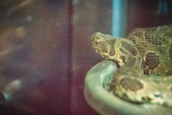 Malajské Zmiji Calloselasma Rhodostoma Velmi Nebezpečný Had — Stock fotografie