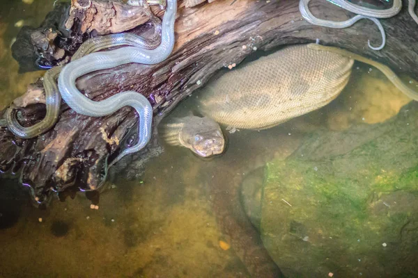 Vízikígyók Csoportja Homalopsidae Közönséges Nevük Vízikígyók Indo Ausztrál Vízikígyók Sárkígyók — Stock Fotó