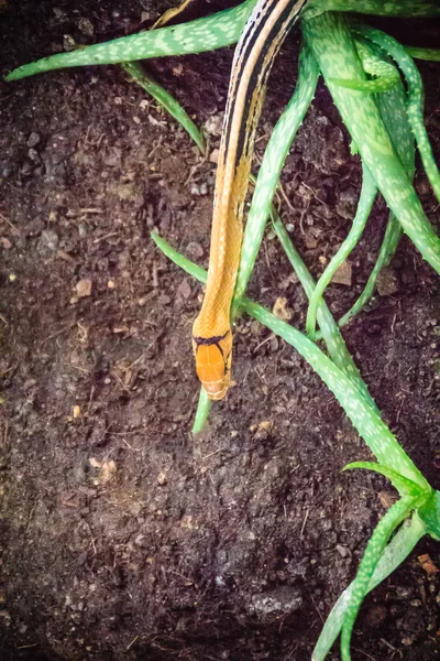 Couleuvre Obscure Rayonnée Couleuvre Tête Cuivrée Couleuvre Tête Cuivrée Coelognathus — Photo