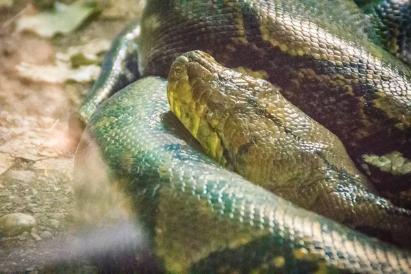 網状の Python アミメニシキヘビ 東南アジアは Python の種であります Constrictors 通常は人間に危険 — ストック写真