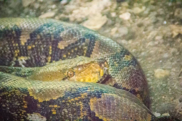 Reticulated Python 파이썬 Reticulatus 아시아에서 파이썬의 그들은 Nonvenomous Constrictors 일반적으로 — 스톡 사진