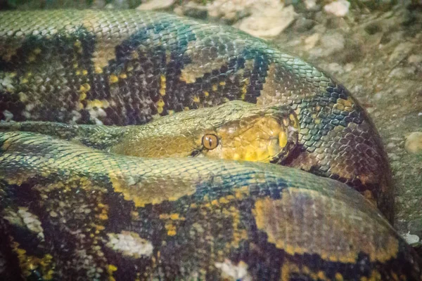 Pitone Reticolato Python Reticulatus Una Specie Pitone Presente Nel Sud — Foto Stock
