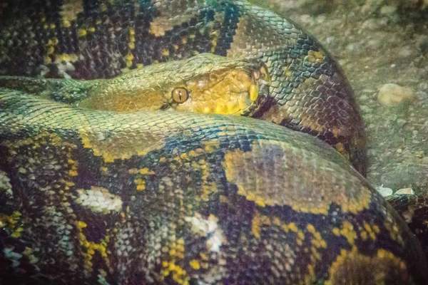 Der Netzpython Python Reticulatus Ist Eine Pythonart Die Südostasien Vorkommt — Stockfoto