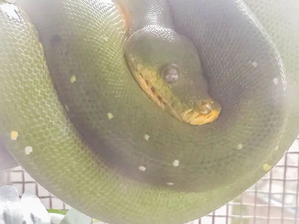 かわいいグリーン ツリー Python Morelia Viridis Python 原産ニューギニア インドネシア そしてオーストラリアのヨーク岬半島の島の種 — ストック写真