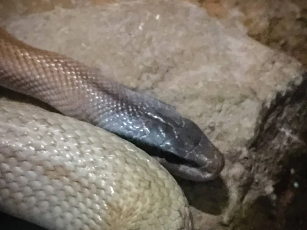Ridley Beauty Snake Höhlenbewohnende Ratsnatter Höhlenläufer Orthriophis Taeniurus Ridleyi Ist — Stockfoto