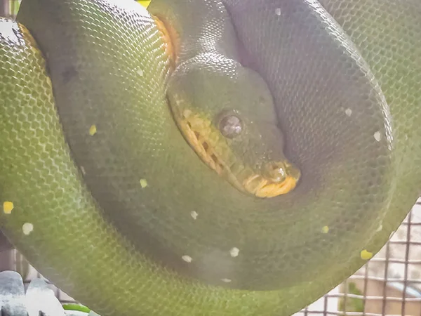 Pitón Verde Lindo Morelia Viridis Una Especie Pitón Nativo Nueva — Foto de Stock