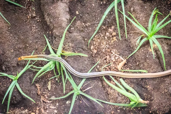 Couleuvre Obscure Rayonnée Couleuvre Tête Cuivrée Couleuvre Tête Cuivrée Coelognathus — Photo