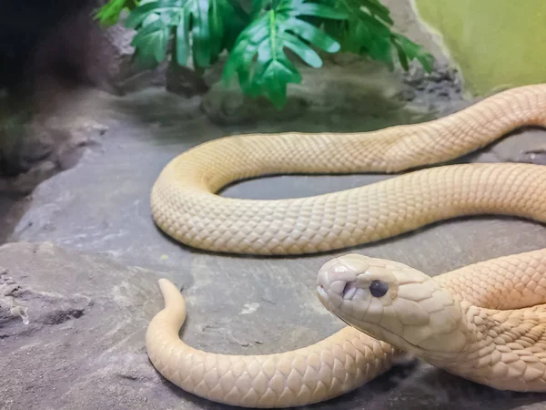 Monocled Cobra Naja Kaouthia Also Called Monocellate Cobra Cobra Species — Stock Photo, Image