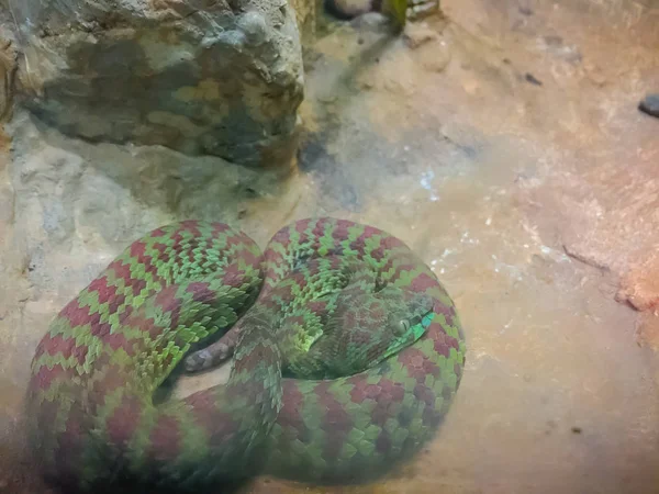 Beautiful Pitviper Cryptelytrops Venustus Snake Farm Brown Spotted Green Pit — Stock Photo, Image