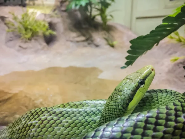 Red-tailed Racer snake (Gonyosoma oxycephalum). It is an arboreal snake having a green body and a red-orange tail, also known as arboreal ratsnake and red-tailed racer.