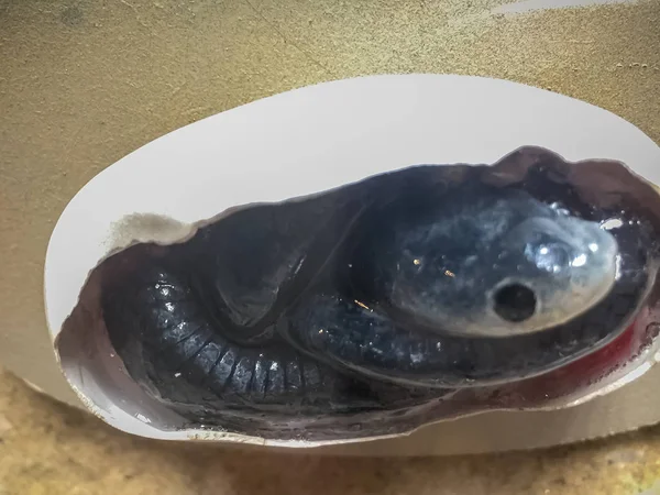 Az gelişmiş embriyo yumurta içinde yılan.