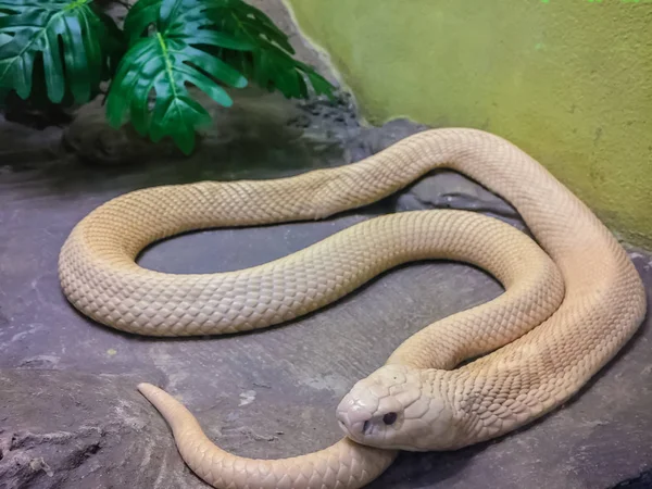 Cobra Monoclada Naja Kaouthia También Llamada Cobra Monocelada Una Especie — Foto de Stock