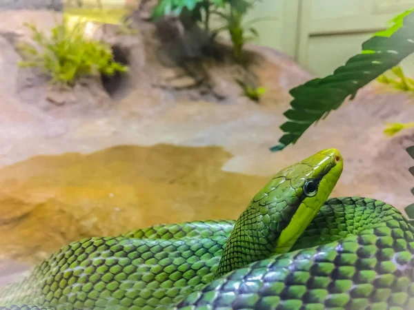 Serpiente Racer Cola Roja Gonyosoma Oxycephalum Una Serpiente Arbórea Que —  Fotos de Stock