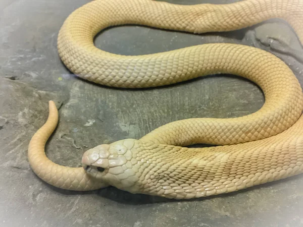 Cobra Monocelular Naja Kaouthia Também Chamada Cobra Monocelular Uma Espécie — Fotografia de Stock