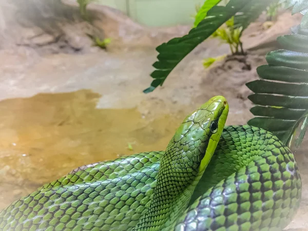 赤尾レーサー蛇 ホソツラナメラ それは緑色の体と樹上性 Ratsnake と赤い尾のレーサーとしても知られている 赤オレンジ尾を持つ樹上性のヘビ — ストック写真