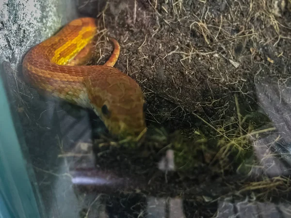 Мексиканська Змія Pantherophis Guttatus Північноамериканський Вид Щурів Підкорив Свою Маленьку — стокове фото